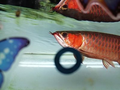 龍魚突然死亡的原因有哪些：龍魚突然死亡的幾種原因