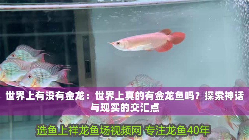 世界上有沒有金龍：世界上真的有金龍魚嗎？探索神話與現實的交匯點