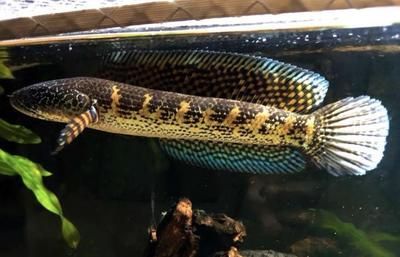 雷龍魚怎樣訓練吃飼料的：如何訓練雷龍魚吃飼料