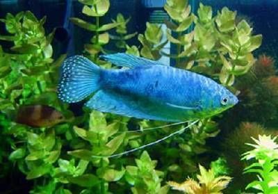 龍魚的虎斑是什么品種的魚：虎龍雜交斑的市場價格