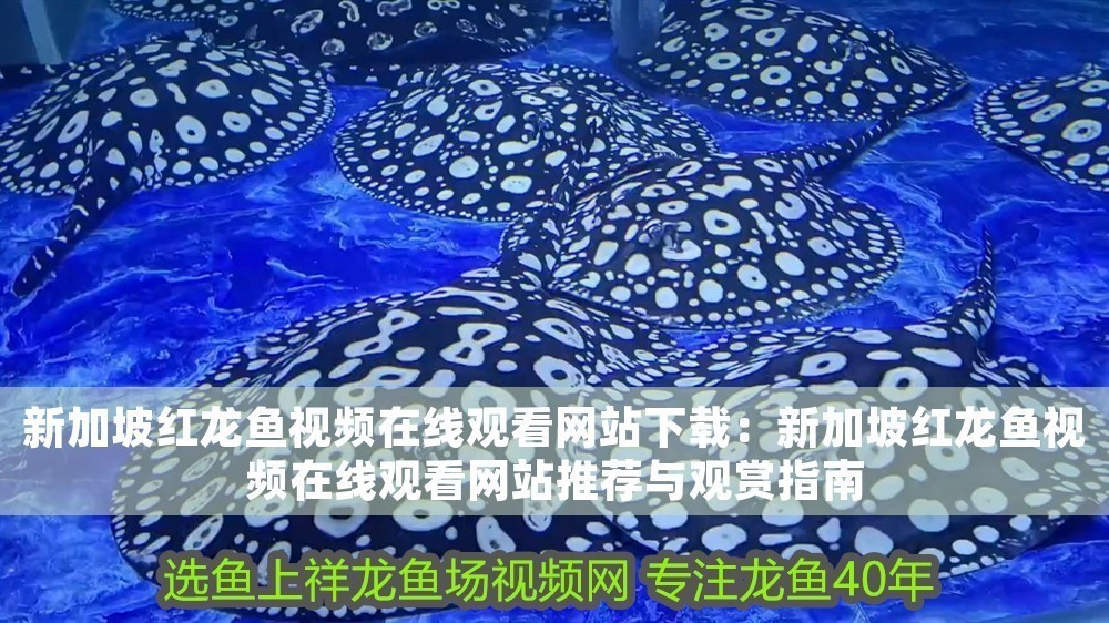 新加坡紅龍魚視頻在線觀看網站下載：新加坡紅龍魚視頻在線觀看網站推薦與觀賞指南 新加坡紅龍魚視頻在線觀看網站下載：新加坡紅龍魚視頻在線觀看網站推薦與觀賞指南 龍魚百科 第1張