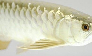 龍魚水霉病用藥有哪些(龍魚水霉病怎么治療) 龍魚百科 第4張 龍魚水霉病用藥有哪些(龍魚水霉病怎么治療) 龍魚水霉病用藥有哪些(龍魚水霉病怎么治療) 龍魚百科 第4張