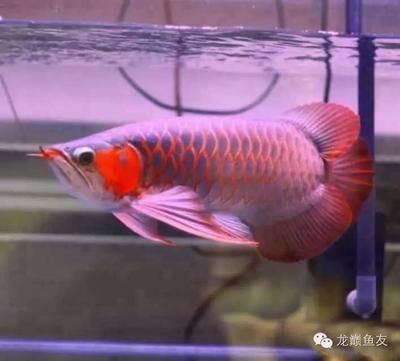 如何挑選高品質紅龍魚