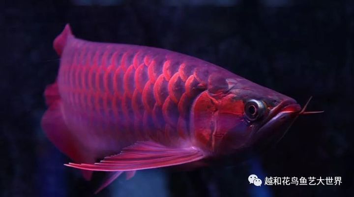 如何挑選高品質紅龍魚