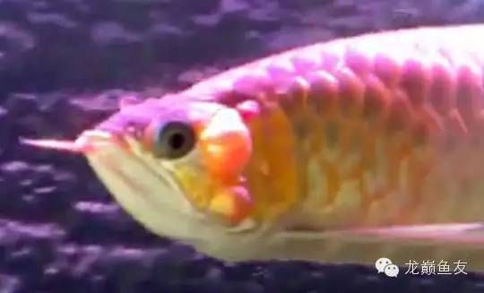 龍魚為什么會死亡：龍魚不吃蝦仁會死亡嗎 龍魚為什么會死亡：龍魚不吃蝦仁會死亡嗎 龍魚百科 第3張