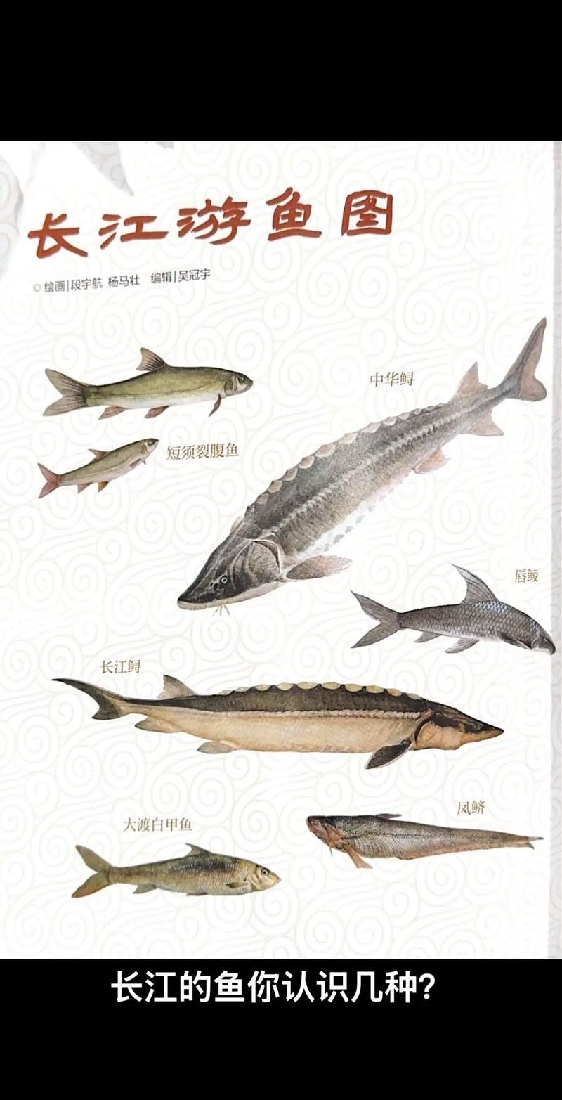長江龍魚圖片大全大圖 長江龍魚圖片大全大圖 龍魚百科 第11張