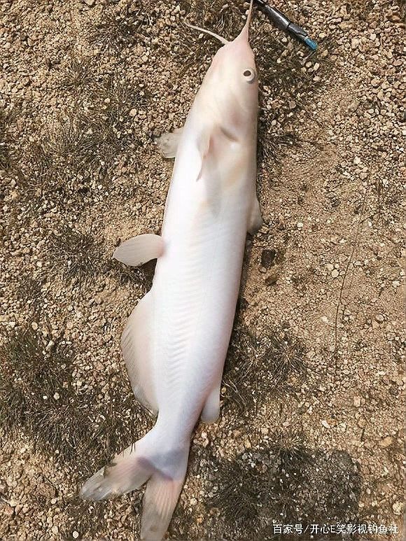 長江龍魚圖片大全大圖 長江龍魚圖片大全大圖 龍魚百科 第26張