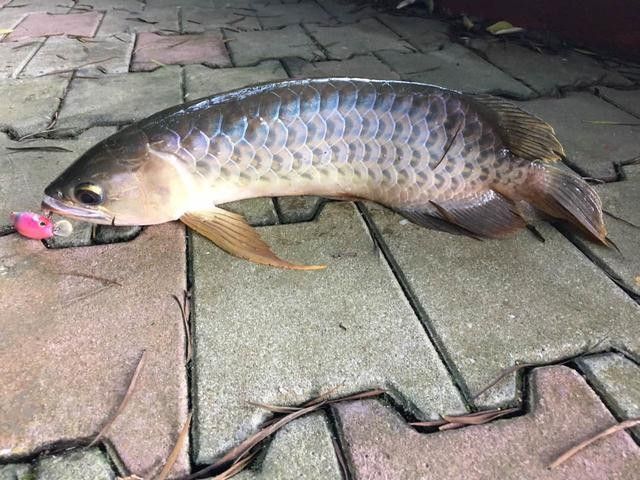 長江龍魚圖片大全大圖 長江龍魚圖片大全大圖 龍魚百科 第24張