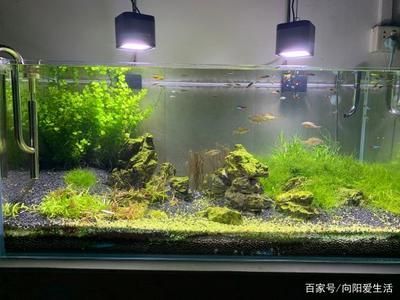 魚缸圖片 簡單又漂亮(簡約風(fēng)格魚缸diy教程) 龍魚百科 第1張 魚缸圖片 簡單又漂亮(簡約風(fēng)格魚缸diy教程) 魚缸圖片 簡單又漂亮(簡約風(fēng)格魚缸diy教程) 龍魚百科 第1張