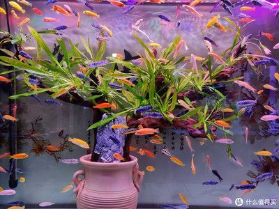 魚缸圖片 簡單又漂亮(簡約風(fēng)格魚缸diy教程) 龍魚百科 第5張 魚缸圖片 簡單又漂亮(簡約風(fēng)格魚缸diy教程) 魚缸圖片 簡單又漂亮(簡約風(fēng)格魚缸diy教程) 龍魚百科 第5張