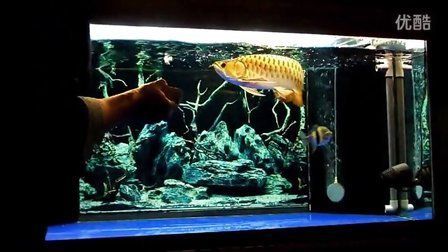 龍魚進(jìn)新缸幾天可以喂食物了：龍魚進(jìn)新缸幾天可以喂食物 龍魚進(jìn)新缸幾天可以喂食物了：龍魚進(jìn)新缸幾天可以喂食物 龍魚百科 第2張