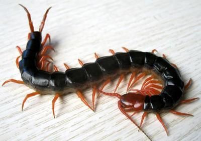 龍魚能吃蜈蚣嗎：蜈蚣對龍魚發色有影響嗎