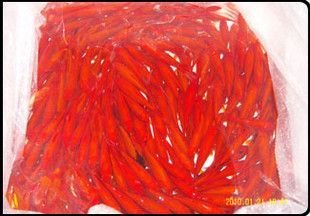 哪里賣龍魚便宜點呢（在何處購買龍魚更為實惠）