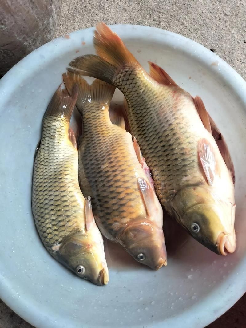 鯉魚(yú)圖片真實(shí)照片