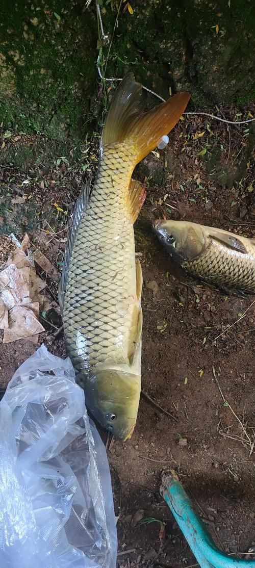 鯉魚圖片真實照片