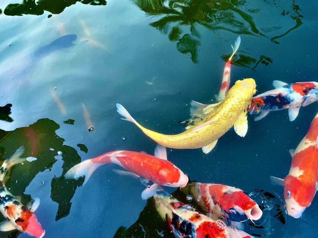 鯉魚圖片真實照片