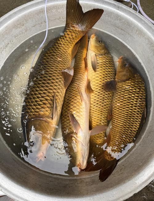 鯉魚圖片真實照片