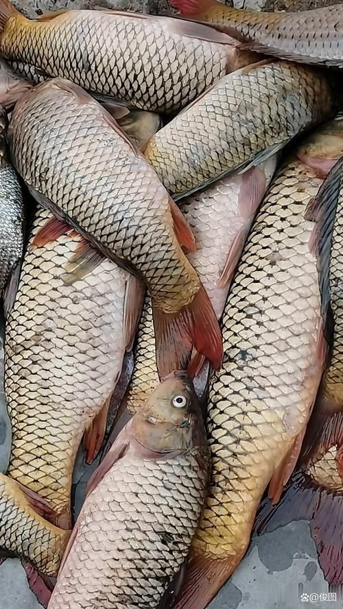 鯉魚圖片真實照片