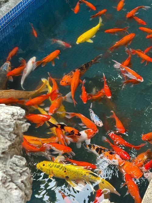 鯉魚圖片真實照片