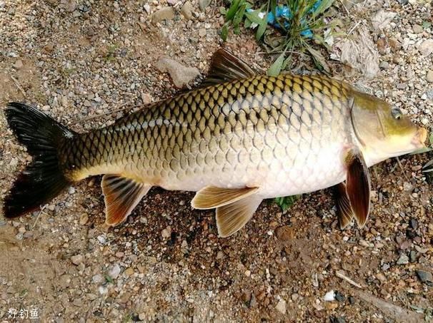 鯉魚圖片真實照片
