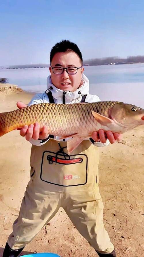 鯉魚圖片真實照片