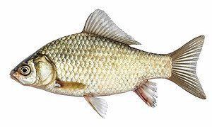 鯉魚圖片真實照片