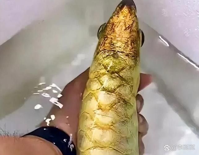 吃金龍魚圖片大全搞笑 龍魚百科 第21張 吃金龍魚圖片大全搞笑 吃金龍魚圖片大全搞笑 龍魚百科 第21張