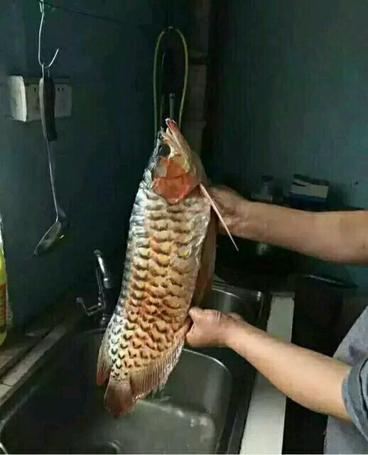 吃金龍魚圖片大全搞笑 吃金龍魚圖片大全搞笑 龍魚百科 第29張