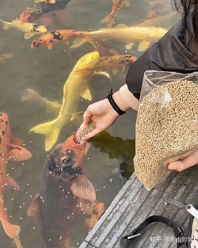 吃金龍魚圖片大全搞笑 吃金龍魚圖片大全搞笑 龍魚百科 第33張
