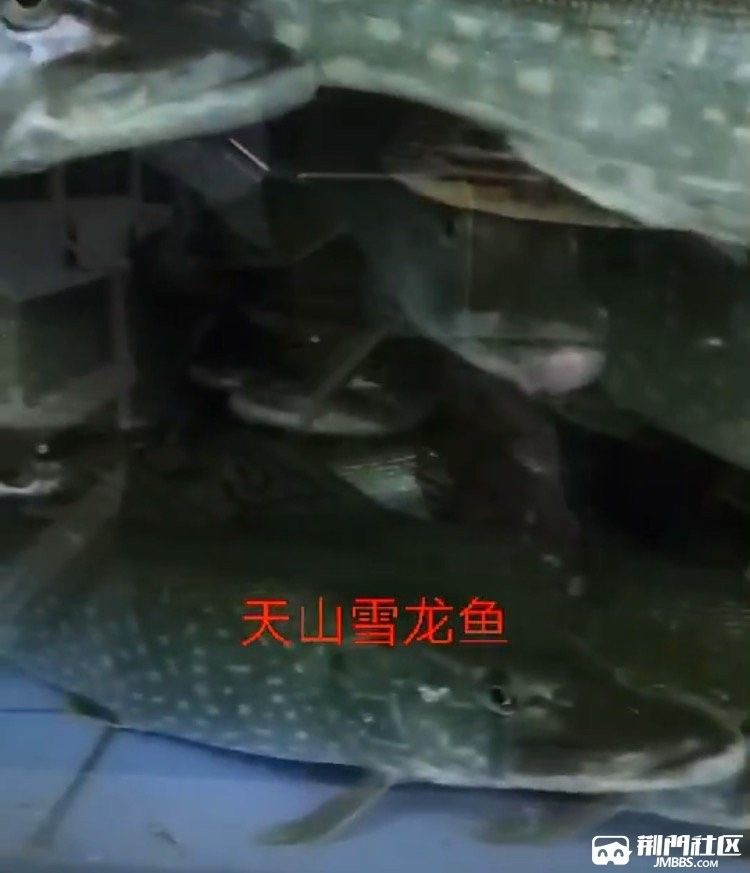 雪龍魚(yú)為什么這么稀有？