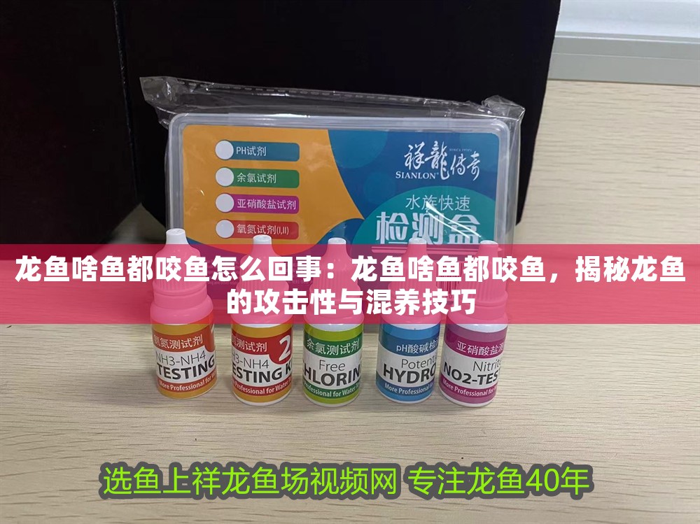 龍魚啥魚都咬魚怎么回事：龍魚啥魚都咬魚，揭秘龍魚的攻擊性與混養(yǎng)技巧
