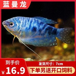 龍魚最佳配魚排行圖：龍魚的最佳配魚 龍魚最佳配魚排行圖：龍魚的最佳配魚 龍魚百科 第1張