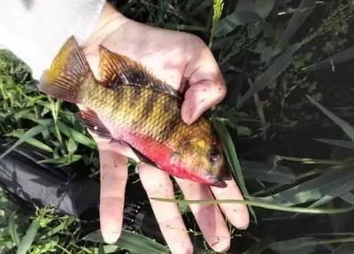 白子關刀魚營養均衡餌料選擇， 白子關刀魚營養均衡餌料選擇， 龍魚百科 第1張