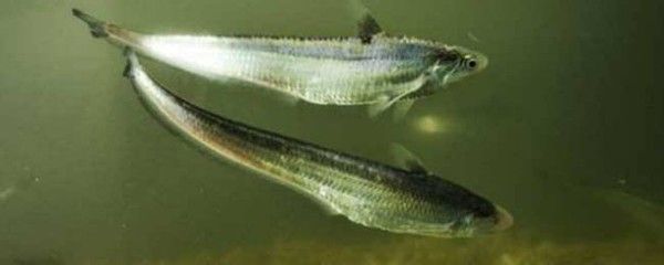 白子關刀魚營養均衡餌料選擇， 白子關刀魚營養均衡餌料選擇， 龍魚百科 第5張