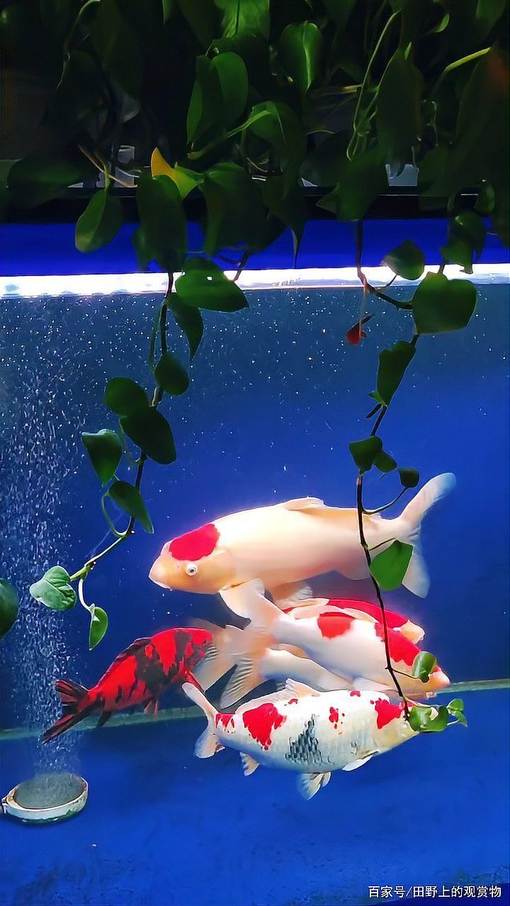 錦鯉養幾條最吉利 錦鯉養幾條最吉利 龍魚百科 第6張