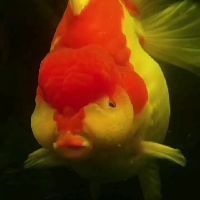 錦鯉養幾條最吉利 錦鯉養幾條最吉利 龍魚百科 第7張