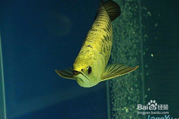 如何區(qū)分真假金龍魚24K金？