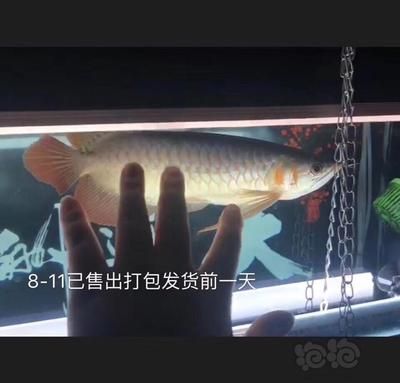龍魚怎么打包發貨的：龍魚在發貨過程中的包裝與打包技巧 龍魚怎么打包發貨的：龍魚在發貨過程中的包裝與打包技巧 龍魚百科 第3張