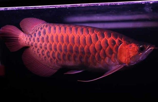 紅龍魚長度鱗片有幾種（紅龍魚的形態特征和發色要點）