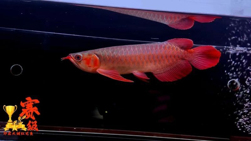 有哪些知名的紅龍魚血統？