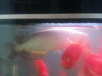 龍魚交易吧（龍魚交易平臺對比分析龍魚養(yǎng)護成本詳細解析）