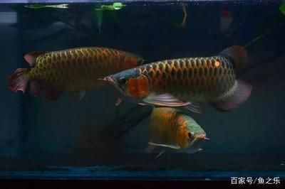 龍魚(yú)長(zhǎng)的快還是慢：龍魚(yú)的生長(zhǎng)速度受到多種因素影響，龍魚(yú)生長(zhǎng)速度相對(duì)較快 龍魚(yú)長(zhǎng)的快還是慢：龍魚(yú)的生長(zhǎng)速度受到多種因素影響，龍魚(yú)生長(zhǎng)速度相對(duì)較快 龍魚(yú)百科 第1張