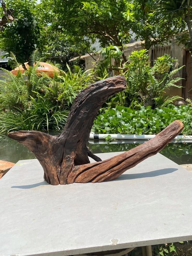 有哪些沉木適合養(yǎng)龍魚？