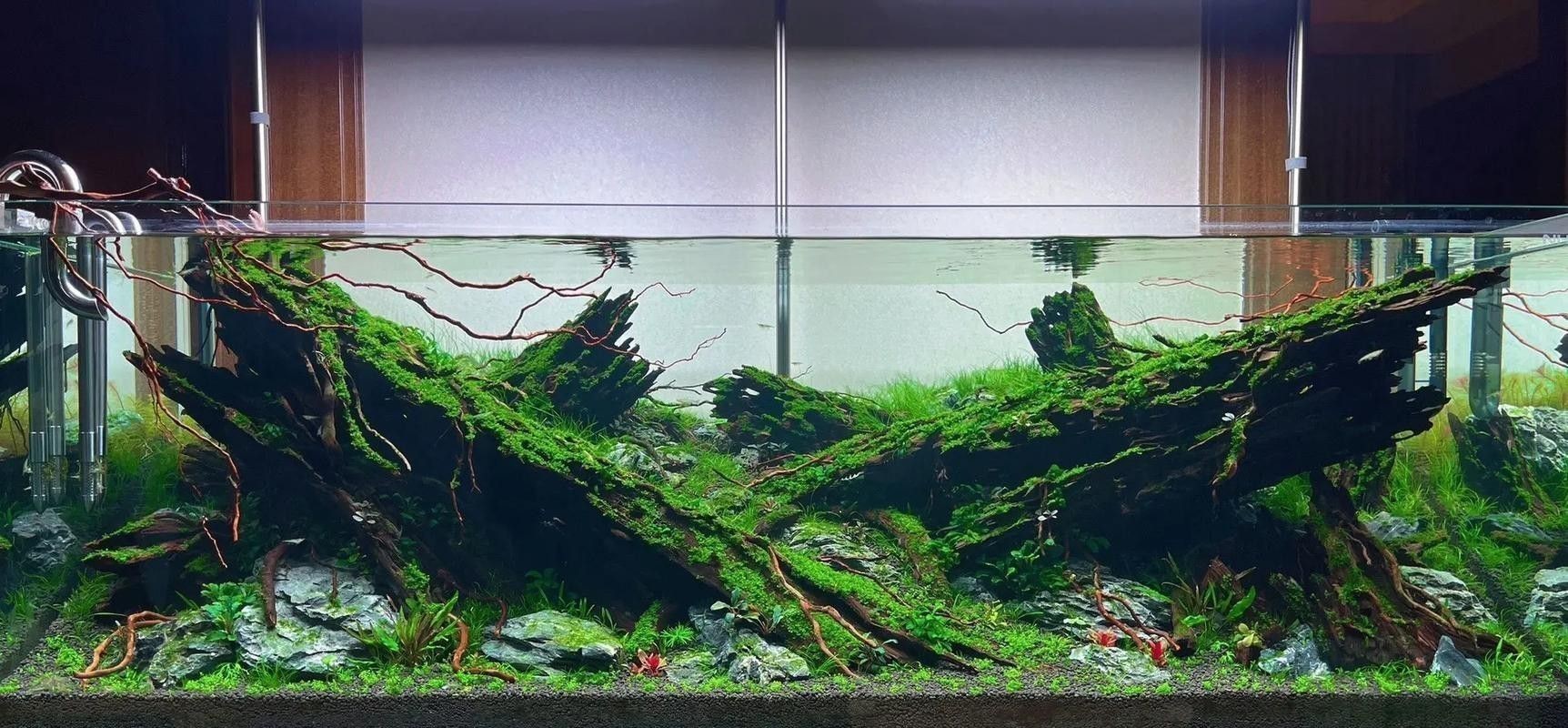 有哪些沉木適合養(yǎng)龍魚？
