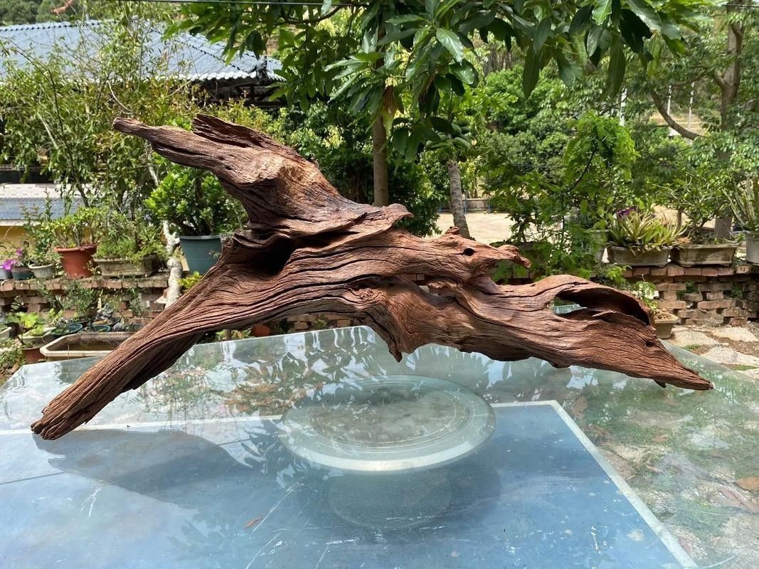 有哪些沉木適合養(yǎng)龍魚？