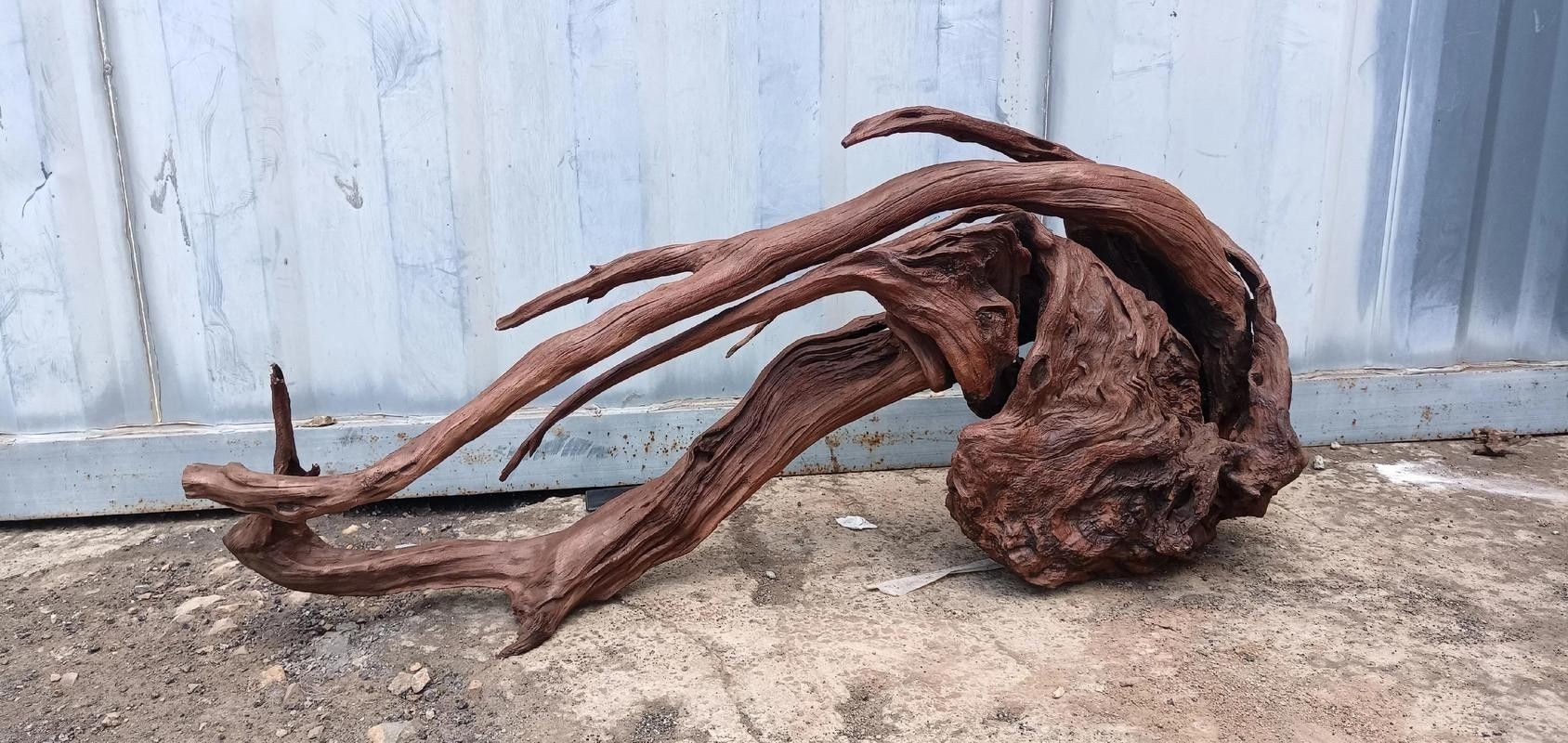 有哪些沉木適合養(yǎng)龍魚？