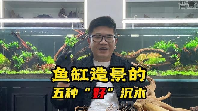 有哪些沉木適合養(yǎng)龍魚？