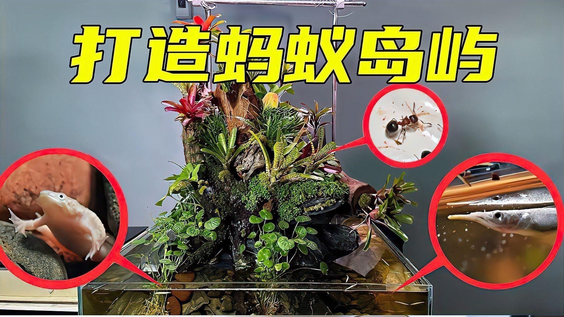 有哪些沉木適合養(yǎng)龍魚？