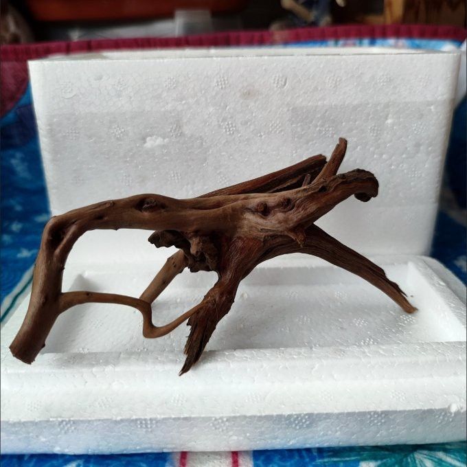 有哪些沉木適合養(yǎng)龍魚？