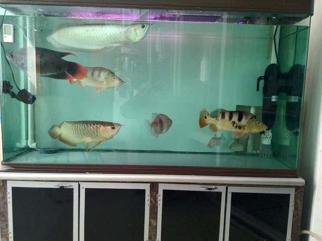 養(yǎng)龍魚養(yǎng)幾條家里是最好的嗎：養(yǎng)龍魚的最佳數(shù)量并不是固定的數(shù)字，風(fēng)水學(xué)中養(yǎng)龍魚的最佳數(shù)量